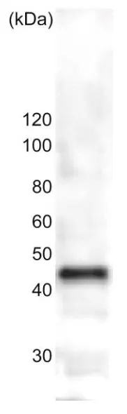 WB analysis of S. pomb whole cell extract using GTX00877 beta tubulin antibody. Dilution : 1:1000 Loading : 10 microg WB analysis of S. pomb whole cell extract using GTX00877 beta tubulin antibody. Dilution : 1:1000 Loading : 10 microg