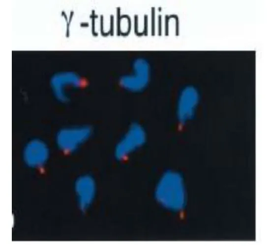 ICC/IF analysis of Xenopus sperm heads using GTX00881 gamma Tubulin antibody. The Xenopus sperm heads have been incubated in a Xenopus egg mitotic extract containing nocodazole. Gamma tubulin proteins are accumulated at sperm centriole in Xenopus sperm heads. Red : Primary antibody Blue : DAPI Dilution : 1:100