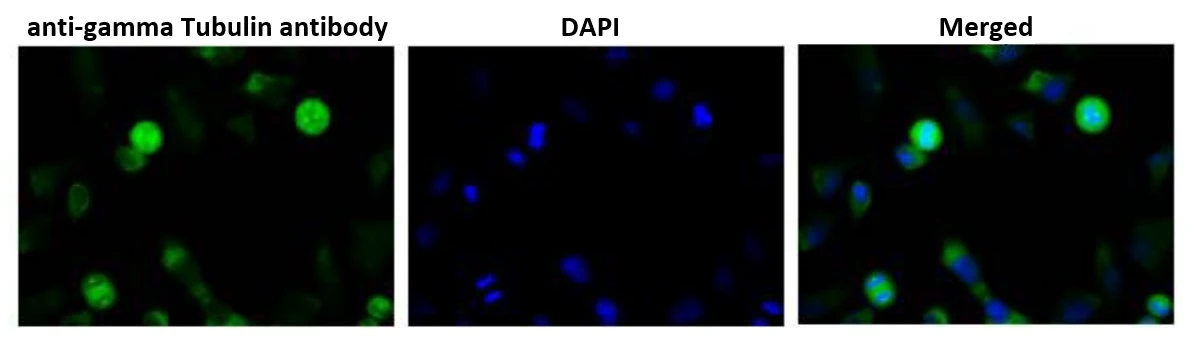 ICC/IF analysis of HeLa cells using GTX00881 gamma Tublin antibody. Dilution : 1:100