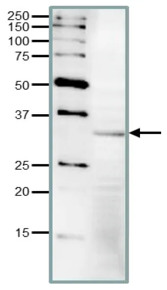 WB analysis of Xenopus laevis eggs using GTX00882 CDC2 antibody.<br>Dilution : 1:200<br>Loading : 30 ?g