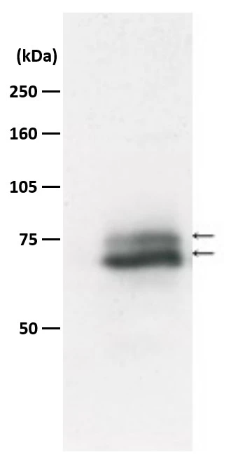 WB analysis of A549 whole cell lysate using GTX00886 RAD18 antibody. The lower thick band is native Rad18 and the upper thin band is mono-ubiquitinated Rad18. Dilution : 1:1000 WB analysis of A549 whole cell lysate using GTX00886 RAD18 antibody. The lower thick band is native Rad18 and the upper thin band is mono-ubiquitinated Rad18. Dilution : 1:1000