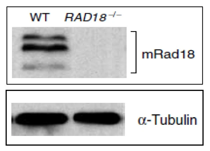 WB analysis of WT and RAD18-/- knock-out mouse ES cells using GTX00887 RAD18 antibody. WB analysis of WT and RAD18-/- knock-out mouse ES cells using GTX00887 RAD18 antibody.