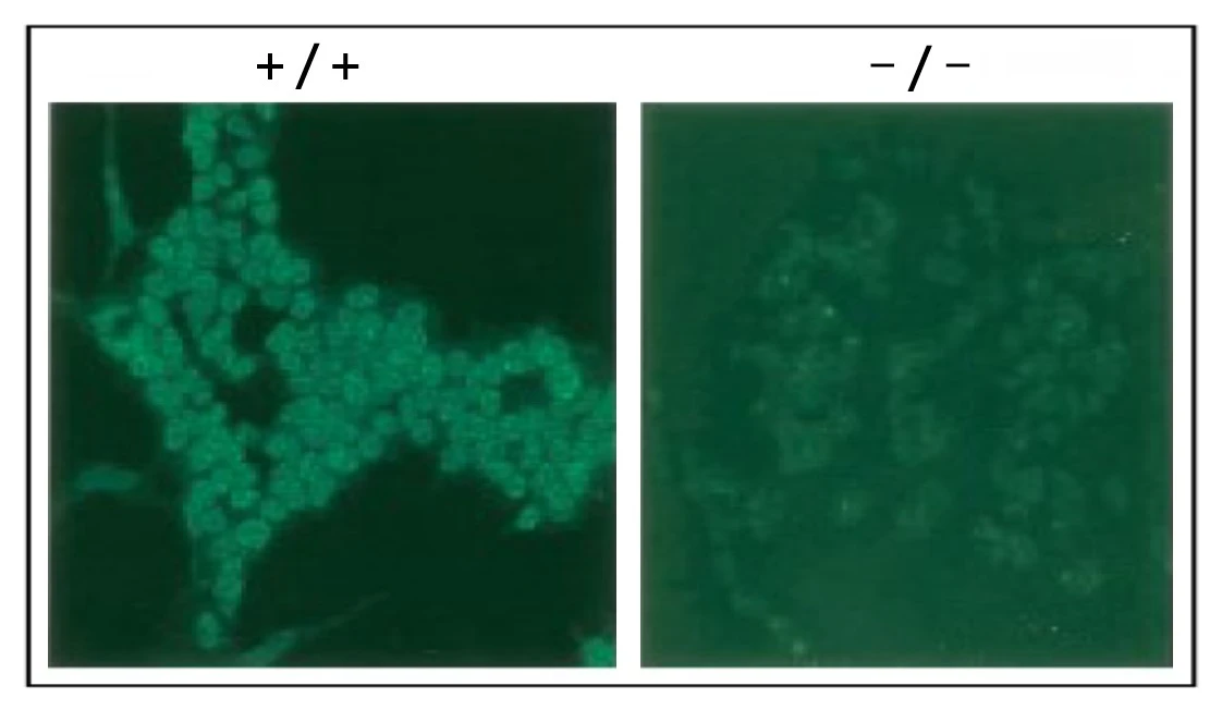 ICC/IF analysis of Wild-type (+/+) and RAD18 knock-out mouse ES cells (-/-) using GTX00887 RAD18 antibody.<br>Prefixed 4% PFA and fixed with 80% methanol