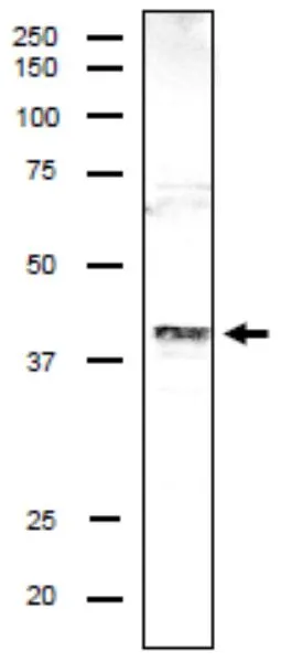 WB analysis of MCF-7 whole cell lysate using GTX00889 DSN1 antibody. Dilution : 1:1000 Loading : 20 microg WB analysis of MCF-7 whole cell lysate using GTX00889 DSN1 antibody. Dilution : 1:1000 Loading : 20 microg