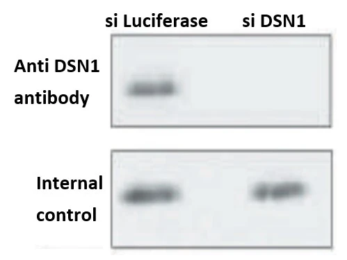 WB analysis of HeLa whole cell lysate using GTX00889 DSN1 antibody. Lane 1 : Cells transfected with luciferase siRNA (as a control) Lane 2 : Cells transfected with DSN1 siRNA Dilution : 1:1000