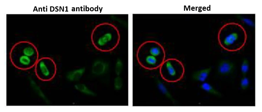 ICC/IF analysis of HeLa cells using GTX00889 DSN1 antibody. DSN1 is abundantly expressed in mitotic cells on mitotic apparatus.<br>Fixation : 4% PFA<br>Dilution : 1:100