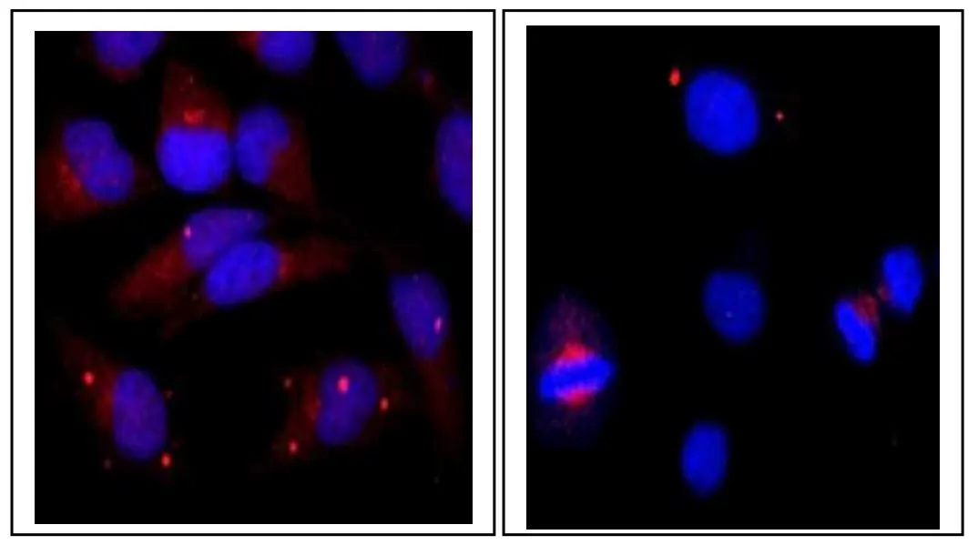 ICC/IF analysis of HeLa cells using GTX00891 Centrin 1 antibody.<br>Fixation : 4% PFA<br>Permeabilization : 0.25% Triton X-100<br>Red : Primary antibody<br>Blue : DAPI<br>Dilution : 1:100