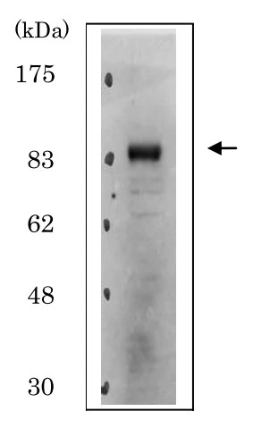 WB analysis of HeLa whole cell lysate using GTX00893 CDT2 antibody. Dilution : 1:2000 Loading : 20 microg