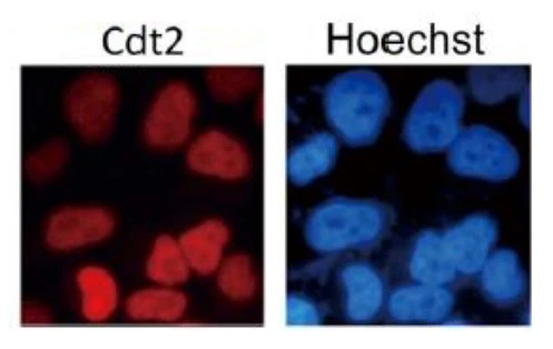 ICC/IF analysis of HeLa cells using GTX00893 CDT2 antibody. Cdt2 protein is localized in nuclei at all cell stages.<br>Fixation : 4% PFA, 10 min<br>Permeabilization : 0.25% (v/v) Triton X-100 in PBS