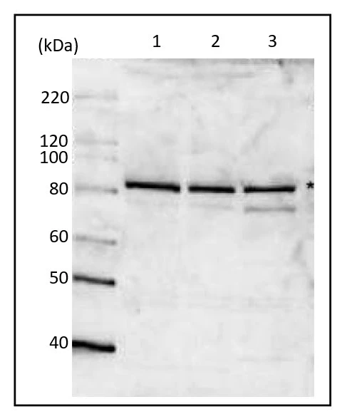 WB analysis of various samples using GTX00894 MCM7 antibody. * : Indicates the band of MCM7 protein. Lane 1 : untreated HeLa cells Lane 2 : HeLa cells treated with 100 nM adriamycin for 24 hrs Lane 3 : NIH-3T3 whole cell lysate Dilution : 1:1000