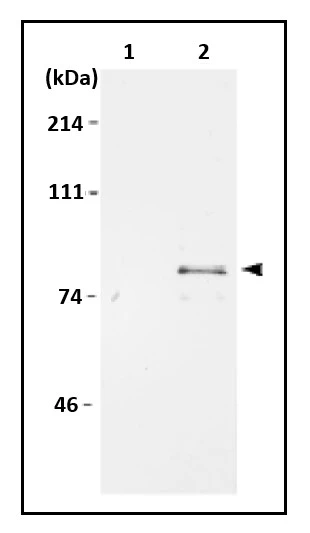 IP analysis of WI38 whole cell lysate using GTX00894 MCM7 antibody. Cells were labeled with S3? methionine and MCM7 was immunoprecipitated with the anti-MCM7 antibody followed by SDS-PAGE and autoradiography. Lane 1 : Immunoprecipitation with pre-immune serum Lane 2 : Immnoprecipitation with anti-MCM7 antiserum