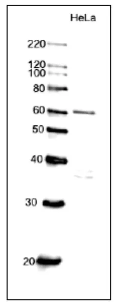 WB analysis of HeLa whole cell lysate using GTX00896 CDC6 antibody. Dilution : 1:1000 Loading : 10 microg WB analysis of HeLa whole cell lysate using GTX00896 CDC6 antibody. Dilution : 1:1000 Loading : 10 microg