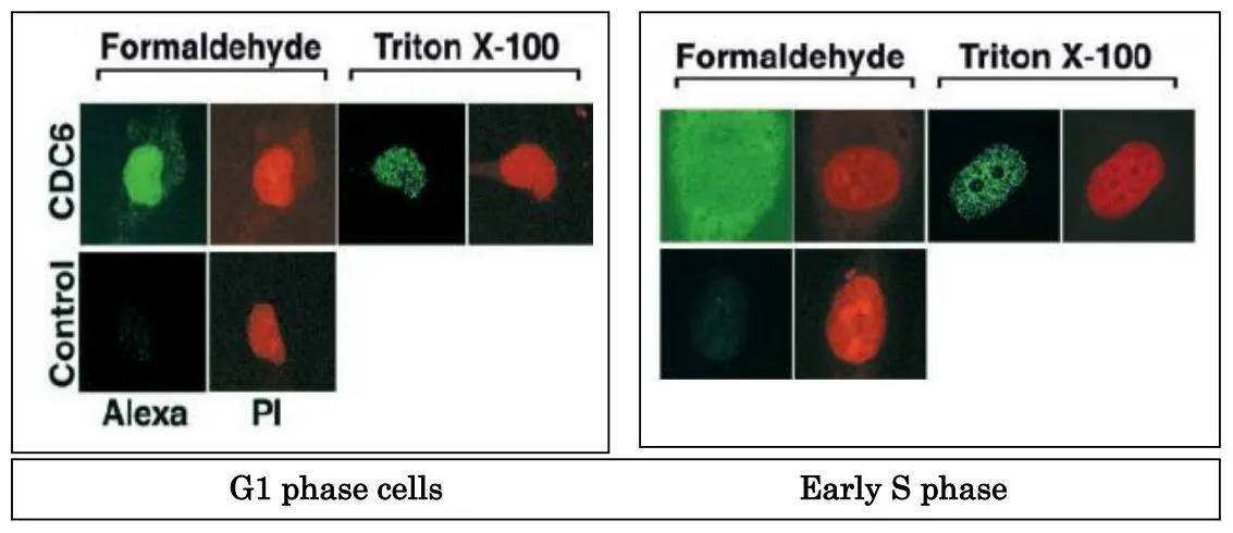 ICC/IF analysis of HeLa cells in G1 or early S phase using GTX00896 CDC6 antibody or Control non-immune antibody. Green : control or primary antibody Red : PI (propidium iodide)