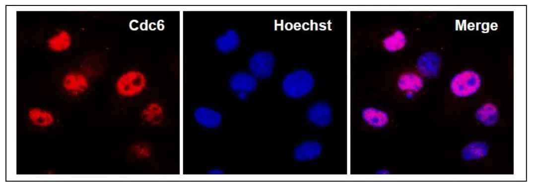 ICC/IF analysis of MEF cells (E14.5) using GTX00896 CDC6 antibody. Note that CDC6 abundantly localizes in nuclei of the cells at G1 and early S phase. Fixation : 4% PFA, RT, 10 min Permeabilization : ice-cold methanol, on ice, 10 min Dilution : 1:200
