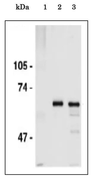 IP analysis of HeLa whole cell lysate using GTX00896 CDC6 antibody. Lane 1 : Control IP with non-immune IgG Lane 2 : Immunoprecipitates with anti-CDC6 antibody Lane 3 : Input