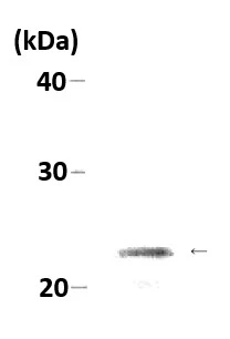 WB analysis of MCF-7 whole cell lysate using GTX00897 HP1 alpha antibody. Dilution : 1:1000 WB analysis of MCF-7 whole cell lysate using GTX00897 HP1 alpha antibody. Dilution : 1:1000