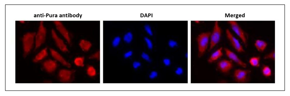 ICC/IF analysis of HeLa cells using GTX00901 PURA antibody. Dilution : 1:100