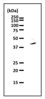 IP analysis of HeLa whole cell lysate using GTX00901 PURA antibody.
