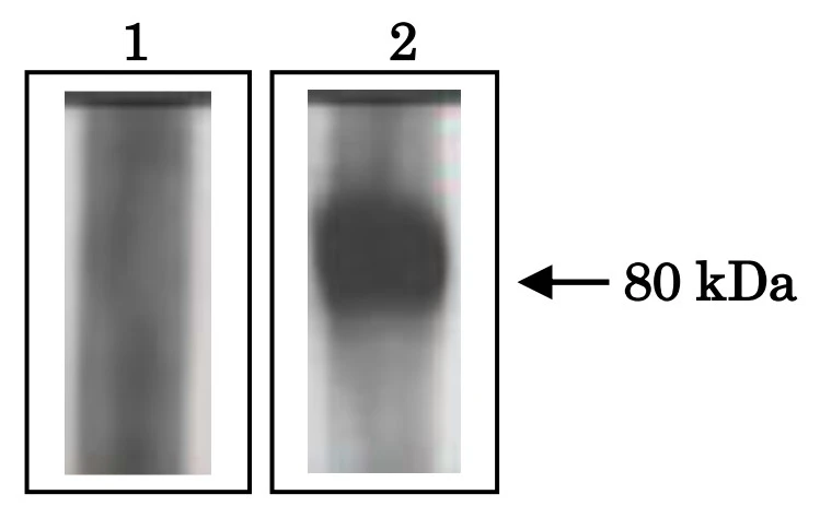 IP analysis of mouse sperm using GTX00904 ACE3 antibody.<br>Lane 1 : Non-immune serum<br>Lane 2 : Anti-ACE3 antibody<br>Total protein amount : 100 ?g