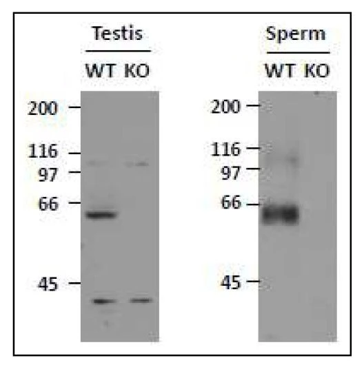 WB analysis of mouse testis and sperm using GTX00905 SLC22A14 antibody. WT : Wild-type mouse KO : Knock-out mouse Dilution : 1 microg/ml WB analysis of mouse testis and sperm using GTX00905 SLC22A14 antibody. WT : Wild-type mouse KO : Knock-out mouse Dilution : 1 microg/ml