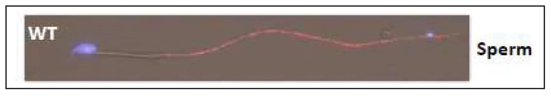ICC/IF analysis of mouse spermatozoa from cauda epididymis using GTX00905 SLC22A14 antibody. Slc22a14 is predominantly localised to the principal piece. Red : Primary antibody Blue : DAPI Dilution : 10 microg/ml