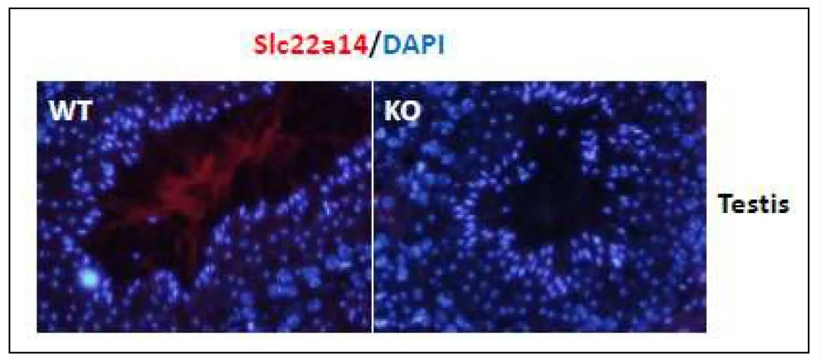 IHC-P analysis of mouse testis tissue section (epideymis) using GTX00905 SLC22A14 antibody. WT: Wild-type mouse KO: Knock-out mouse Dilution : 10 microg/ml