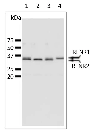 WB analysis of various Arabidopsis extracts grown under 0.2 mM nitrate for 7 days using GTX00909 Root FNR antibody. R-FNR2 is dominant form in wild-type roots. Wild type produces both R-FNR1 and R-FNR2. Mutant rfnr1 produces R-FNR2 and mutant rfr2 produces R-FNR1. Lane 1 & 3 : wild type strain Arabidopsis Col Lane 2 : mutant rfnr1 Lane 4 : rfnr2-2 Dilution : 1:2000 WB analysis of various Arabidopsis extracts grown under 0.2 mM nitrate for 7 days using GTX00909 Root FNR antibody. R-FNR2 is dominant form in wild-type roots. Wild type produces both R-FNR1 and R-FNR2. Mutant rfnr1 produces R-FNR2 and mutant rfr2 produces R-FNR1. Lane 1 & 3 : wild type strain Arabidopsis Col Lane 2 : mutant rfnr1 Lane 4 : rfnr2-2 Dilution : 1:2000