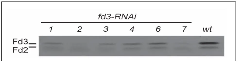 WB analysis of different levels of reduction in Fd3 expression in T1 plants using GTX00912 Ferredoxin 3 antibody. Wt is without RNAi expression. Samples were extracts from ground tissue. This antibody reacts also with Fd2 weakly.<br>Dilution : 1:5000