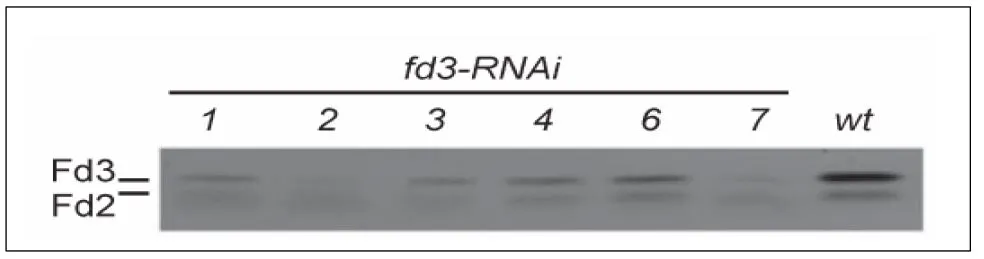 WB analysis of different levels of reduction in Fd3 expression in T1 plants using GTX00912 Ferredoxin 3 antibody. Wt is without RNAi expression. Samples were extracts from ground tissue. This antibody reacts also with Fd2 weakly. Dilution : 1:5000