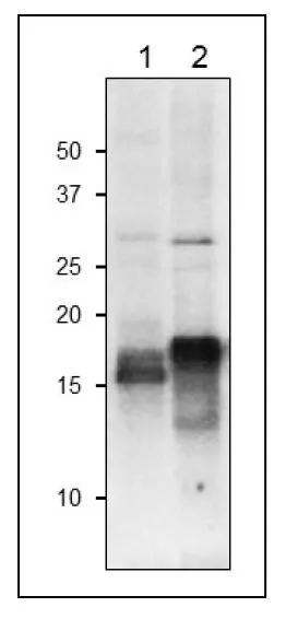 WB analysis of various samples using GTX00913 Ferredoxin antibody. Molecular masses of Fd isoproteins are about 12 kDa, but they migrate at the position around 16-17 kDa on the SDS-PAGE gel due to their strong acidic nature. Lane 1 : Arabidopsis leaf extract (10 microg) Lane 2 : Maize leaf extract (10 microg) Dilution : 1:1000
