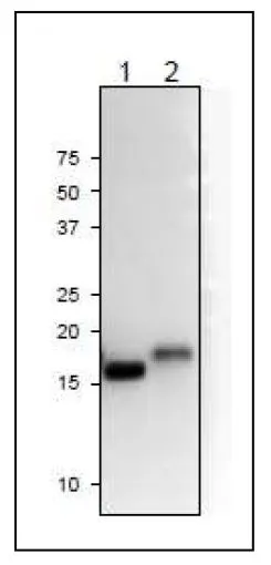 WB analysis of various samples using GTX00914 Ferredoxin 2 antibody. Molecular mass of Arabidopsis Fd2 is 16 kDa.<br>Lane 1 : Arabidopsis leaf extract (10 ?g)<br>Lane 2 : Maize leaf extract (10 ?g)<br>Dilution : 1:1000