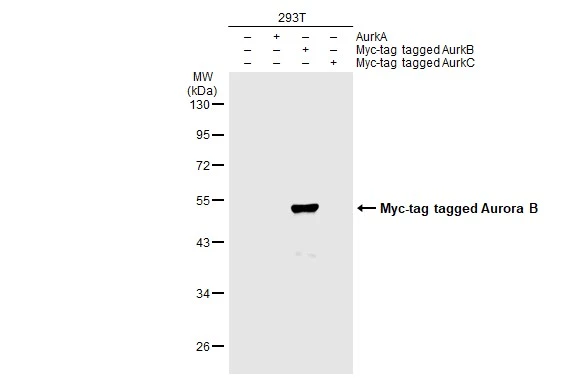 Non-transfected (-) and transfected (+) 293T whole cell extracts (30 microg) were separated by 10% SDS-PAGE, and the membrane was blotted with Aurora B antibody [GT1146] (GTX00916) diluted at 1:500. The HRP-conjugated anti-rabbit IgG antibody (GTX213110-01) was used to detect the primary antibody.