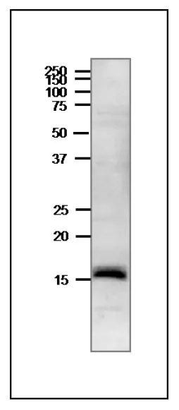 WB analysis of crude extract of Cyanobacterium Synechocystis sp. PCC 6803 using GTX00918 Ferredoxin 3 antibody. Molecular mass of Synechocystis PCC 6803 indicated from the sequence is 15 kDa. SDS-PAGE : 15%Dilution : 1:1000