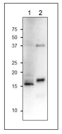 WB analysis of various samples using GTX00919 Ferredoxin C1 antibody. Molecular mass of arabidopsis FdC1 is 16.7 kDa.<br>Lane 1 : Arabidopsis leaf extract (10 ?g)<br>Lane 2 : Maize leaf extract (10 ?g)<br>Dilution : 1:1000