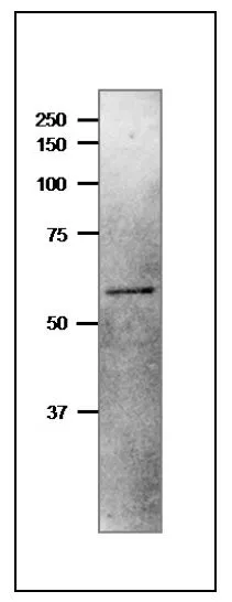 WB analysis of Synechocystis sp. PCC 6803 extract using GTX00923 NiR antibody. Molecular mass of Synechocystis NiR is 56 kDa Dilution : 1:1000