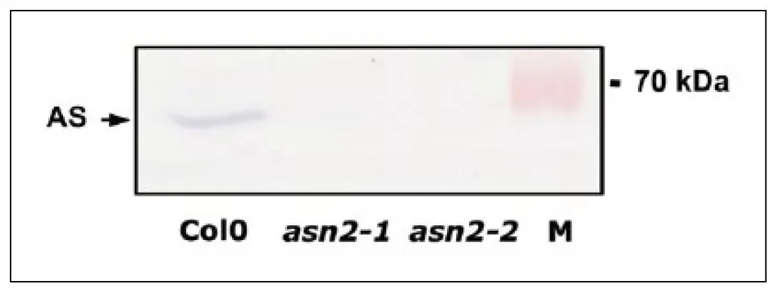 WB analysis of various arabidopsis leaf extract using GTX00925 Asparagine synthetase antibody. Lane 1 : Col0 is wild-type Arabidopsis plant Lane 2 & 3 : asn2-1 and asn2-2 are T1 insertion mutants, respectively.