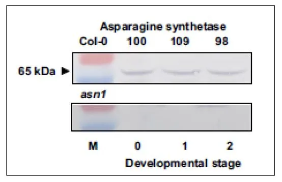 WB analysis of absence of ASN1 protein in extracts of floral organ of asn1 insertion mutant using GTX00925 Asparagine synthetase antibody. Wild type (Col-0) samples are analyzed in the upper window, and asn1 mutant samples are in the lower window. The upper numerals are the protein levels measured by densitometric tracing of western blot. Developmental stages are indicated below. Marker proteins are 72 and 55 kDa.