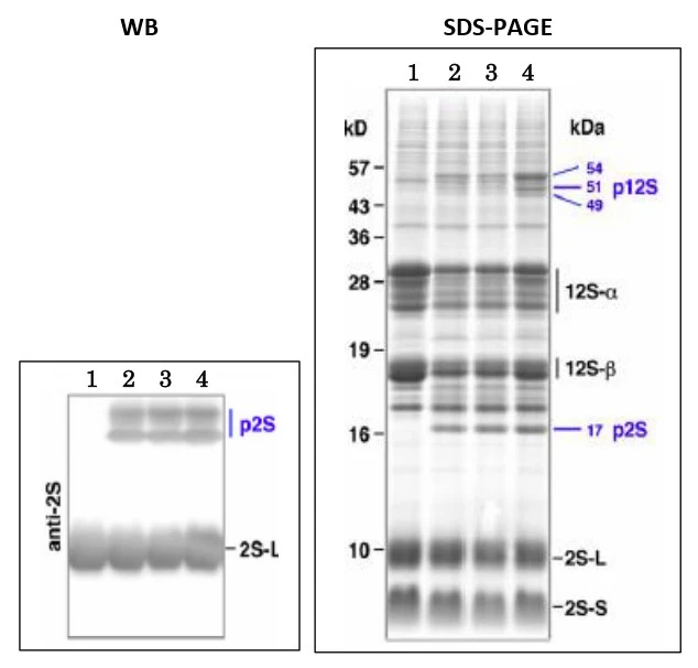 WB analysis of Arabidopsis dry seeds extract using GTX00935 2S3 albumin antibody. p2S: Precursor of 2S 2S-L : Large subunit of 2S Lane 1 : Dry seeds of wildtype Lane 2-4 : mag2-2: Dry seeds Mutants that accumulate the precursors of major storage proteins (mag5-1, mag2-1, and mag4-1) Dilution : 1:2500 WB analysis of Arabidopsis dry seeds extract using GTX00935 2S3 albumin antibody. p2S: Precursor of 2S 2S-L : Large subunit of 2S Lane 1 : Dry seeds of wildtype Lane 2-4 : mag2-2: Dry seeds Mutants that accumulate the precursors of major storage proteins (mag5-1, mag2-1, and mag4-1) Dilution : 1:2500