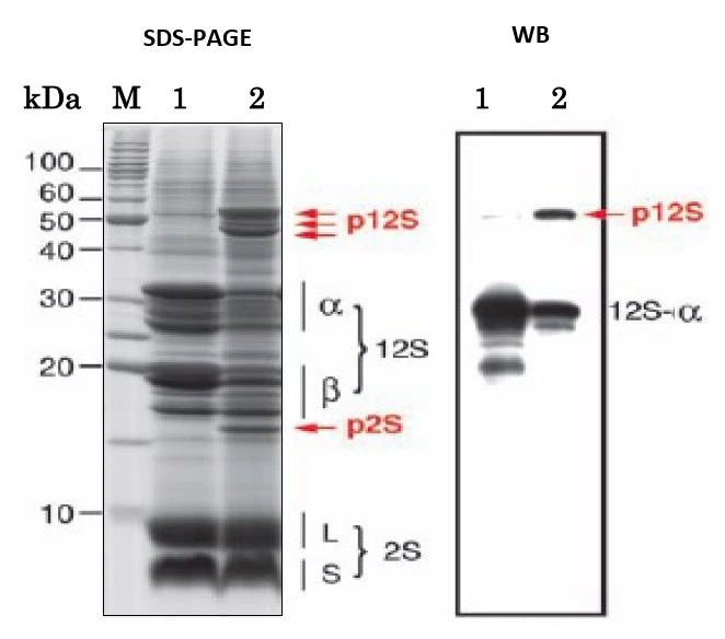 WB analysis of Arabidopsis dry seeds extract using GTX00936 12S globulin antibody. P12S is the precursor of 12S globulin.<br>Lane 1 : Wild-type seed<br>Lane 2 : Atvst1-1 mutant (defective in storage protein transport)<br>Dilution : 1:5000