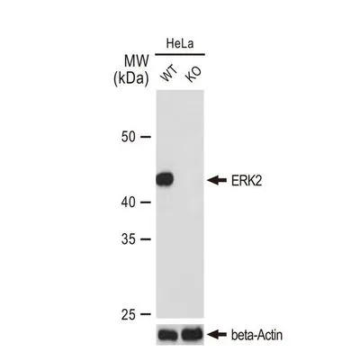 WB analysis of wild-type (WT) and ERK2 knockout (KO) HeLa cell extracts using GTX00945 ERK2 antibody [GT1183].<br>Dilution : 1:1000<br>Laoding : 25?g