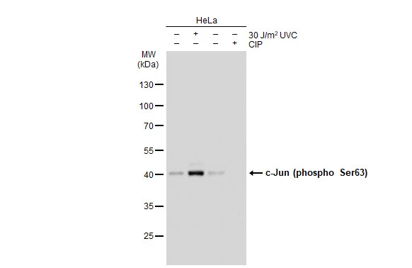Untreated (-) and treated (+) HeLa whole cell extracts (30 microg) were separated by 10% SDS-PAGE, and the membrane was blotted with c-Jun (phospho Ser63) antibody [GT1198] (GTX00960) diluted at 1:500. The HRP-conjugated anti-rabbit IgG antibody (GTX213110-01) was used to detect the primary antibody.