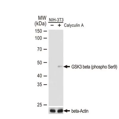 WB analysis of NIH-3T3 cell extracts with/without Calyculin A (100 nM, 37�C, 30 min) treatment after serum-starvation overnight using GTX00971 GSK3 beta (phospho Ser9) antibody [GT1209].<br>Dilution : 1:1000<br>Loading : 25?g