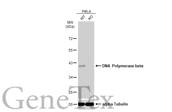 Wild-type (WT) and DNA polymerase beta knockout (KO) HeLa cell extracts (30 microg) were separated by 10% SDS-PAGE, and the membrane was blotted with DNA polymerase beta antibody [JM93-12] (GTX00983) diluted at 1:1000. The HRP-conjugated anti-rabbit IgG antibody (GTX213110-01) was used to detect the primary antibody.
