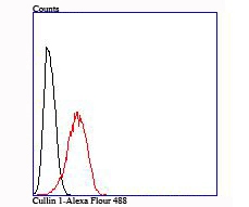FACS analysis of HeLa cells using GTX00988 Cullin 1 antibody [JM72-30].<br>Red : primary antibody<br>Black : unlabelled control<br>Dilution : 1:100