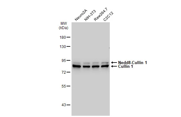 Various whole cell extracts (30 microg) were separated by 7.5% SDS-PAGE, and the membrane was blotted with Cullin 1 antibody [JM72-30] (GTX00988) diluted at 1:1000. The HRP-conjugated anti-rabbit IgG antibody (GTX213110-01) was used to detect the primary antibody.