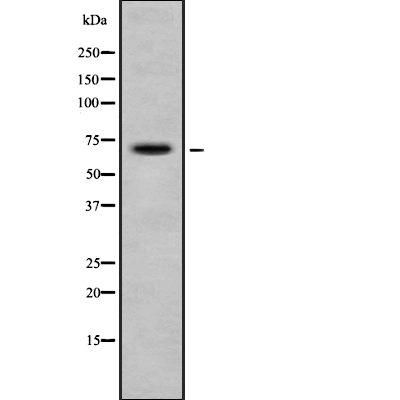 WB analysis of COS7 cell lysate using GTX01074 SENP2 antibody.