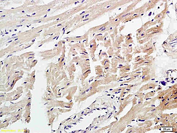 IHC-P analysis of mouse pancreas tissue using GTX01087 4 Hydroxynonenal antibody.<br>Dilution : 1:200