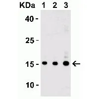 WB analysis of IL-17 recombinant protein using GTX01094 IL17A antibody.<br>Loading : 30 ng of human IL-17 recombinant protein per lane<br>Dilution : 0.125 ?g/mL (Lane 1) ; 0.25 ?g/mL (Lane 2) ; 0.5 ?g/mL (Lane 3)