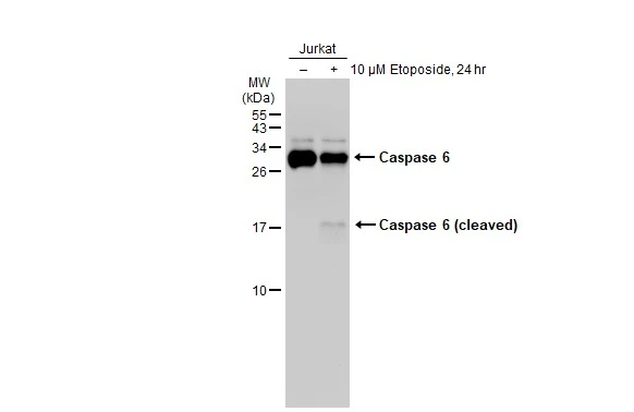 Untreated (-) and treated (+) Jurkat whole cell extracts (30 microg) were separated by 15% SDS-PAGE, and the membrane was blotted with Caspase 6 antibody [GT1154] (GTX01097) diluted at 1:500. The HRP-conjugated anti-rabbit IgG antibody (GTX213110-01) was used to detect the primary antibody.