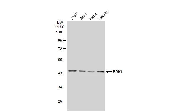 Various whole cell extracts (30 ?g) were separated by 10% SDS-PAGE, and the membrane was blotted with ERK1 antibody [GT1156] (GTX01099) diluted at 1:1000. The HRP-conjugated anti-rabbit IgG antibody (GTX213110-01) was used to detect the primary antibody.